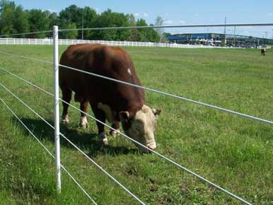 Cow contained in pasture behind a temporary electric fence